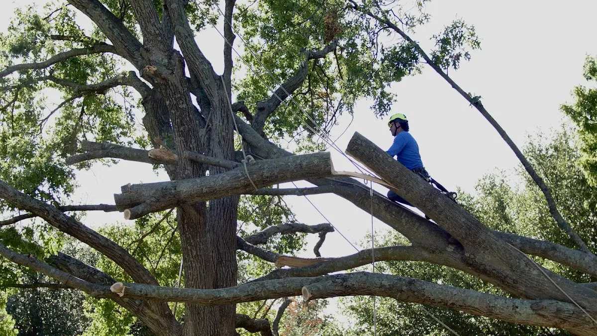Professional Hazardous Tree Removal performed by certified arborists in Effingham